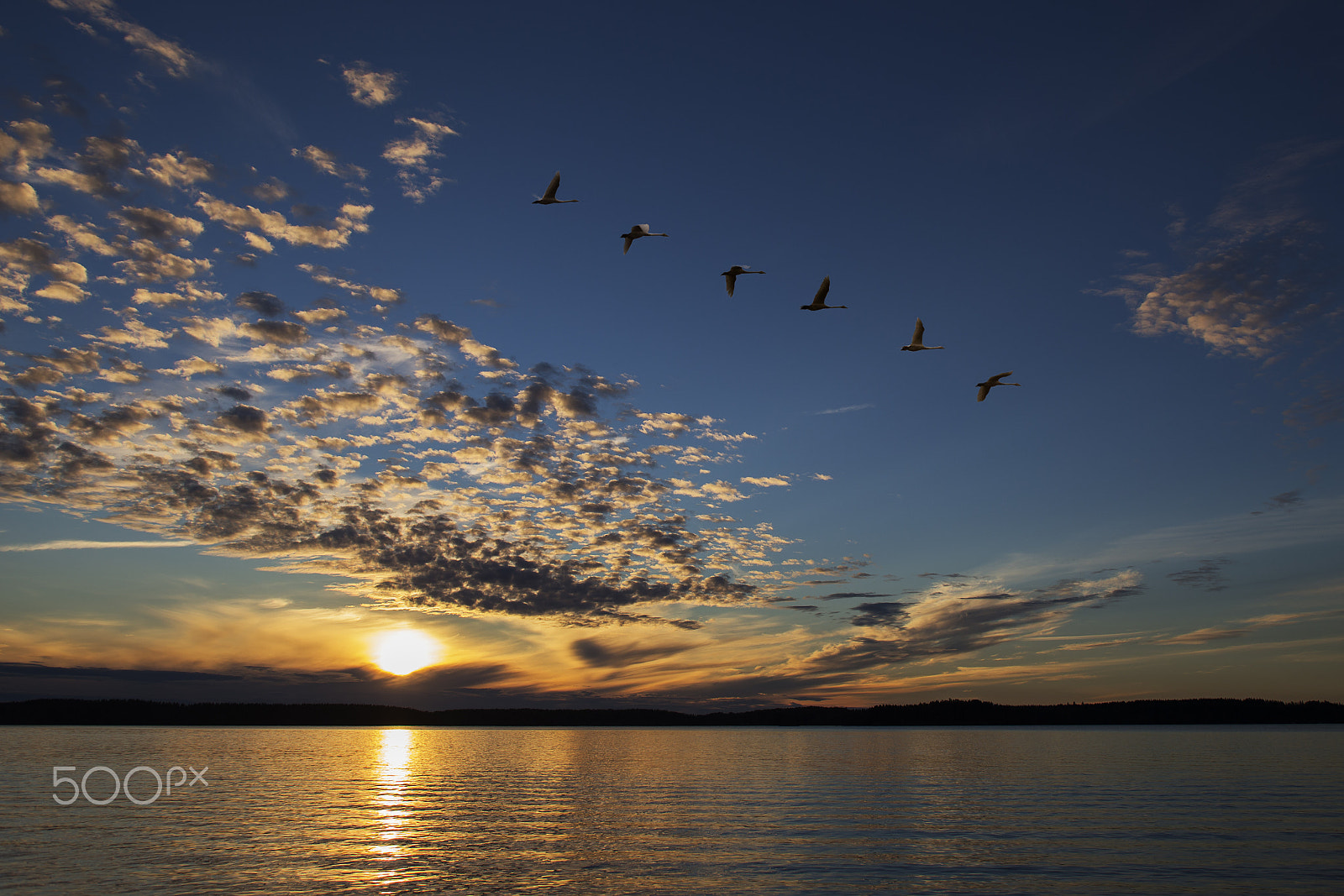 Canon EOS 6D + EF28-70mm f/2.8L USM sample photo. Joutsenet, auringonlasku, sunset photography