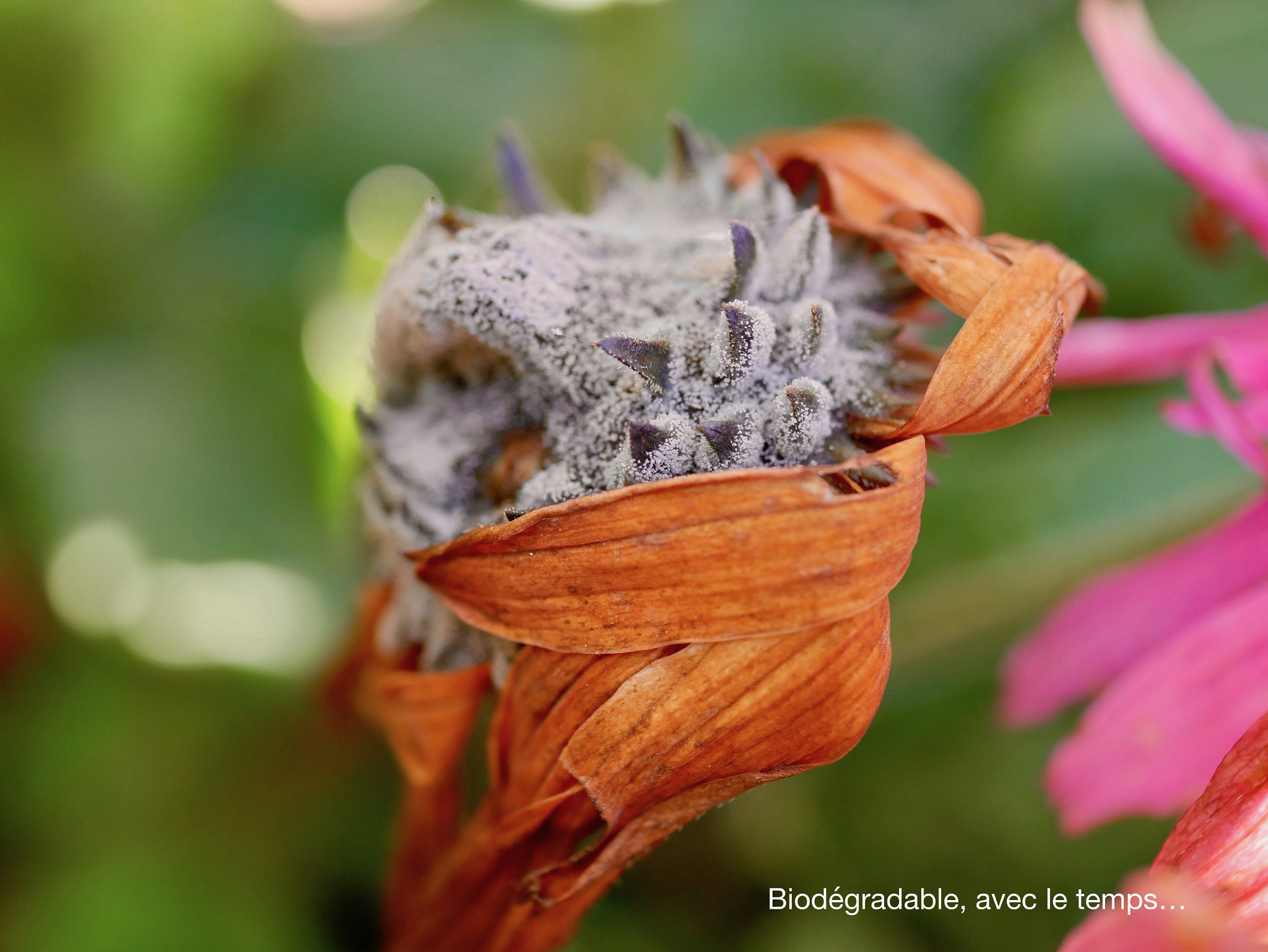 Panasonic DMC-G70 + Panasonic Lumix G Macro 30mm F2.8 ASPH Mega OIS sample photo. Biodégradable, avec le temps... photography