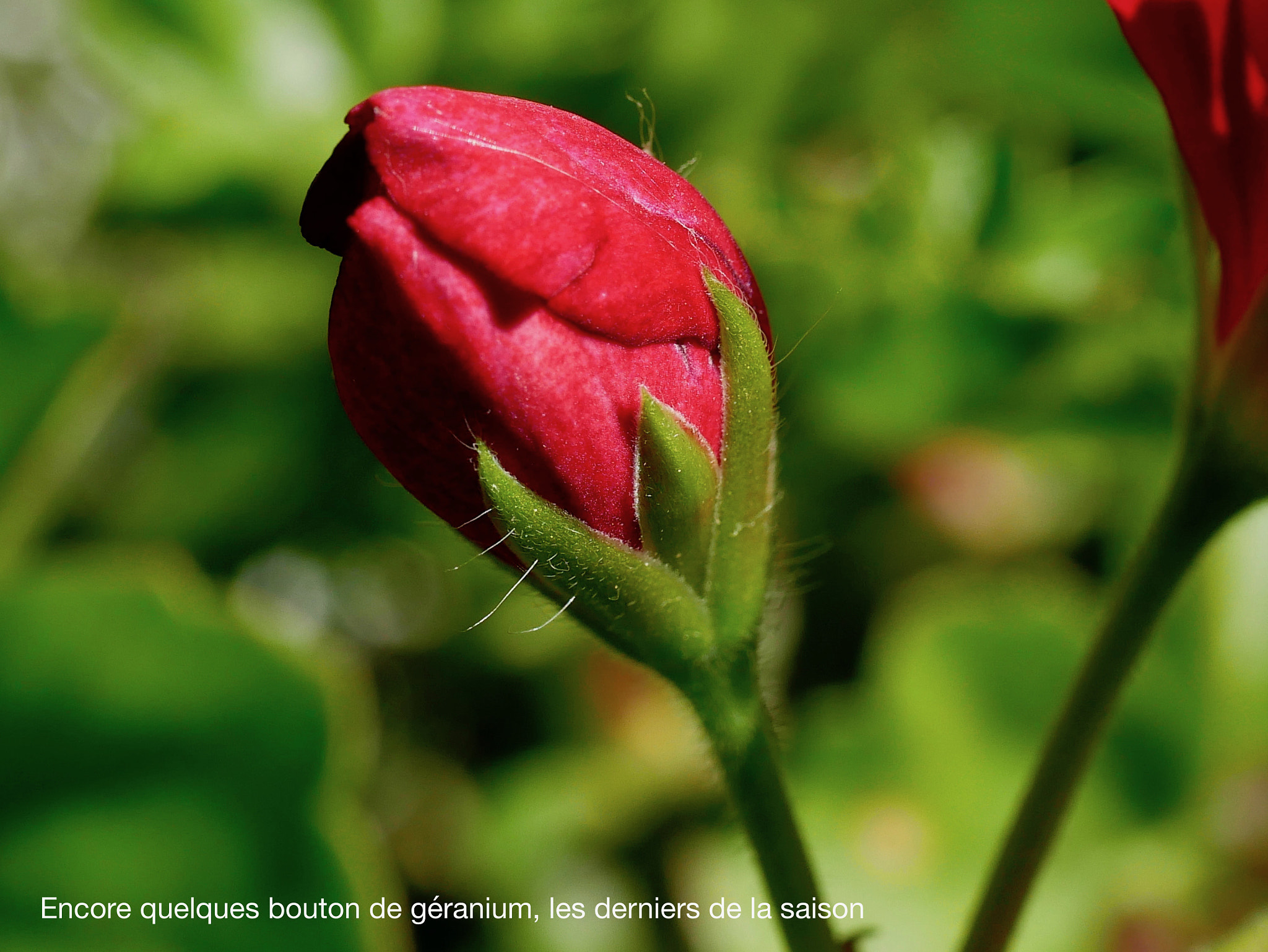 Panasonic Lumix G Macro 30mm F2.8 ASPH Mega OIS sample photo. Derniers géranium de la saison photography
