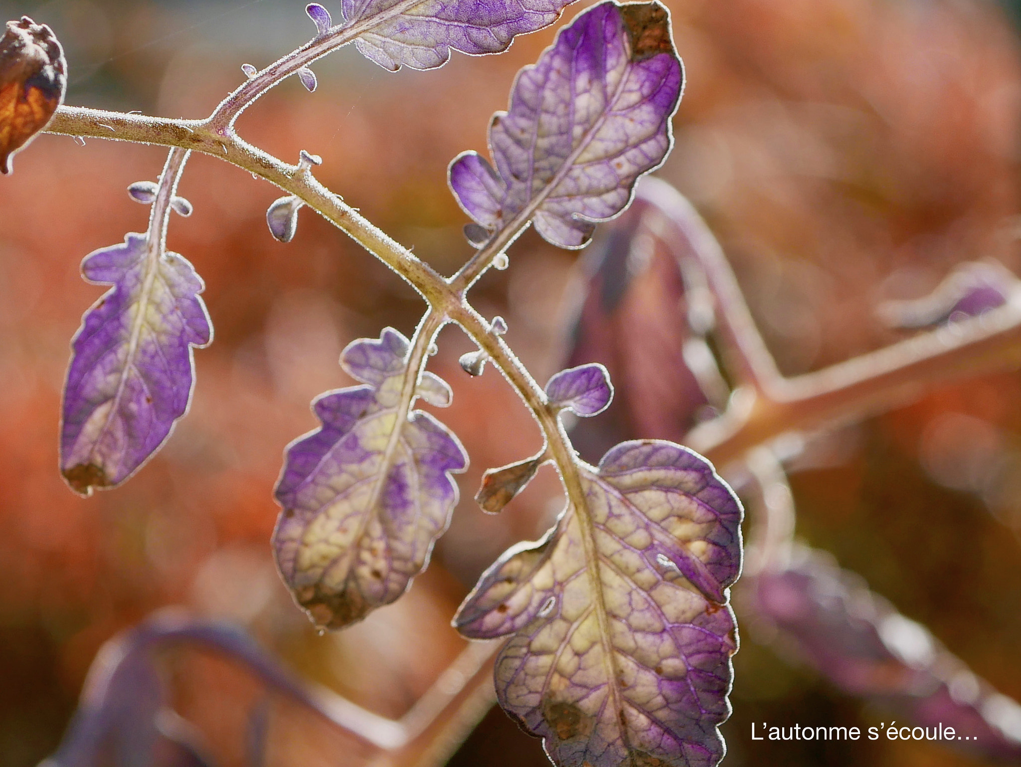 Panasonic DMC-G70 + Panasonic Lumix G Macro 30mm F2.8 ASPH Mega OIS sample photo. L'automne s'écoule. photography