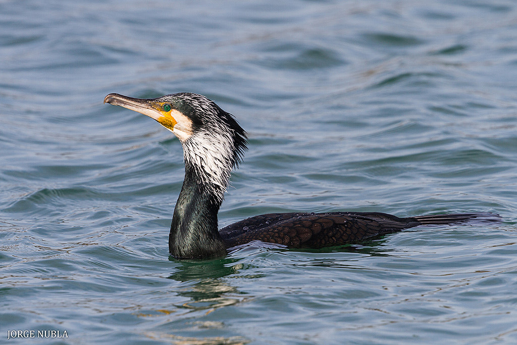 Canon EF 500mm F4L IS II USM sample photo. Cormorán grande (phalacrocorax carbo). photography