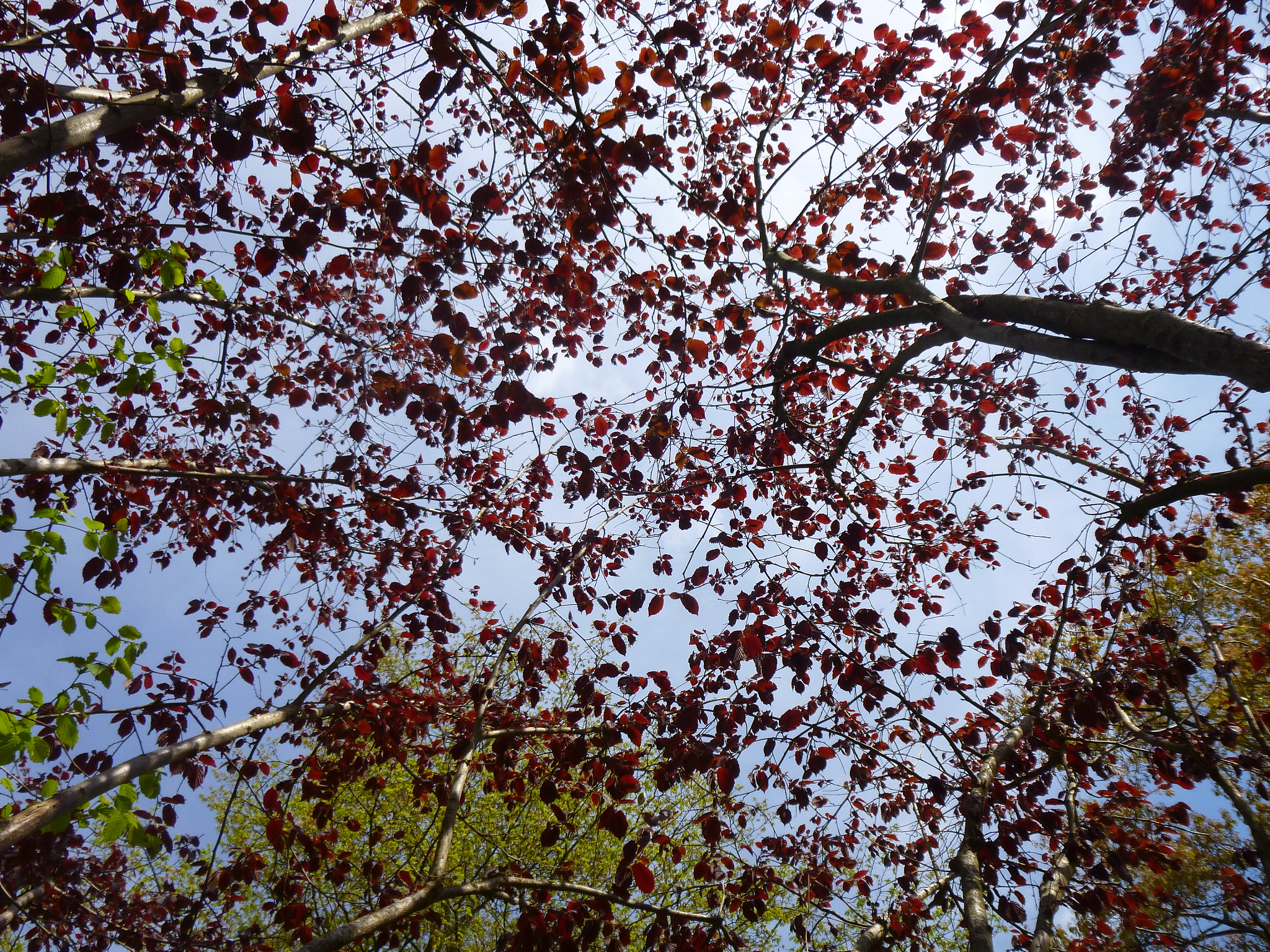 Panasonic DMC-SZ1 sample photo. Red leaves photography