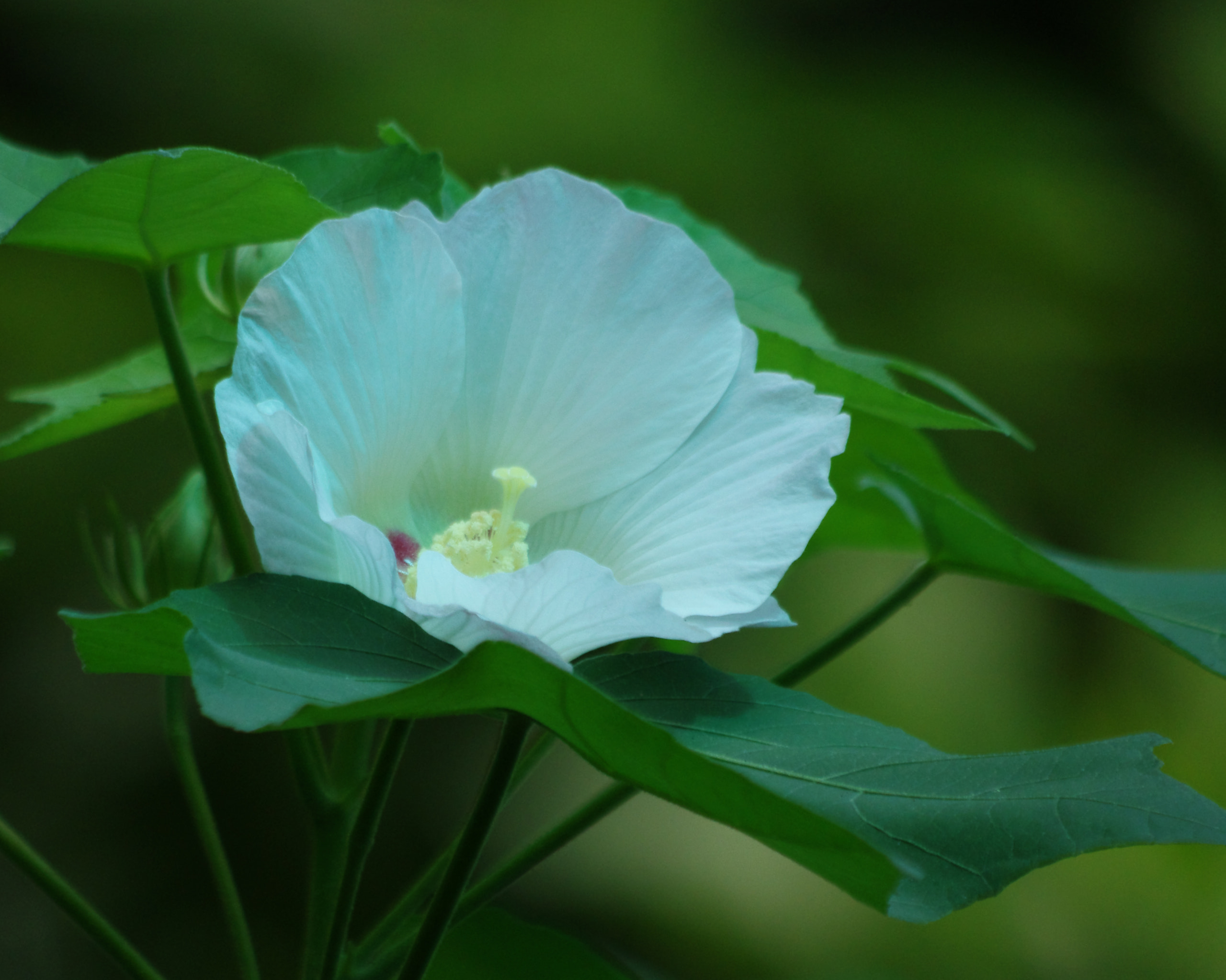 smc PENTAX-DA L 55-300mm F4-5.8 ED sample photo