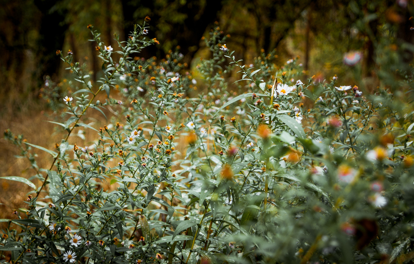Sony Alpha DSLR-A390 + Sony DT 18-55mm F3.5-5.6 SAM sample photo. Flowers photography