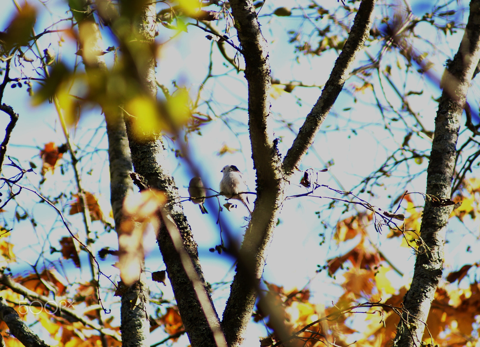 Sony Alpha DSLR-A100 sample photo. Long-tailed tit photography
