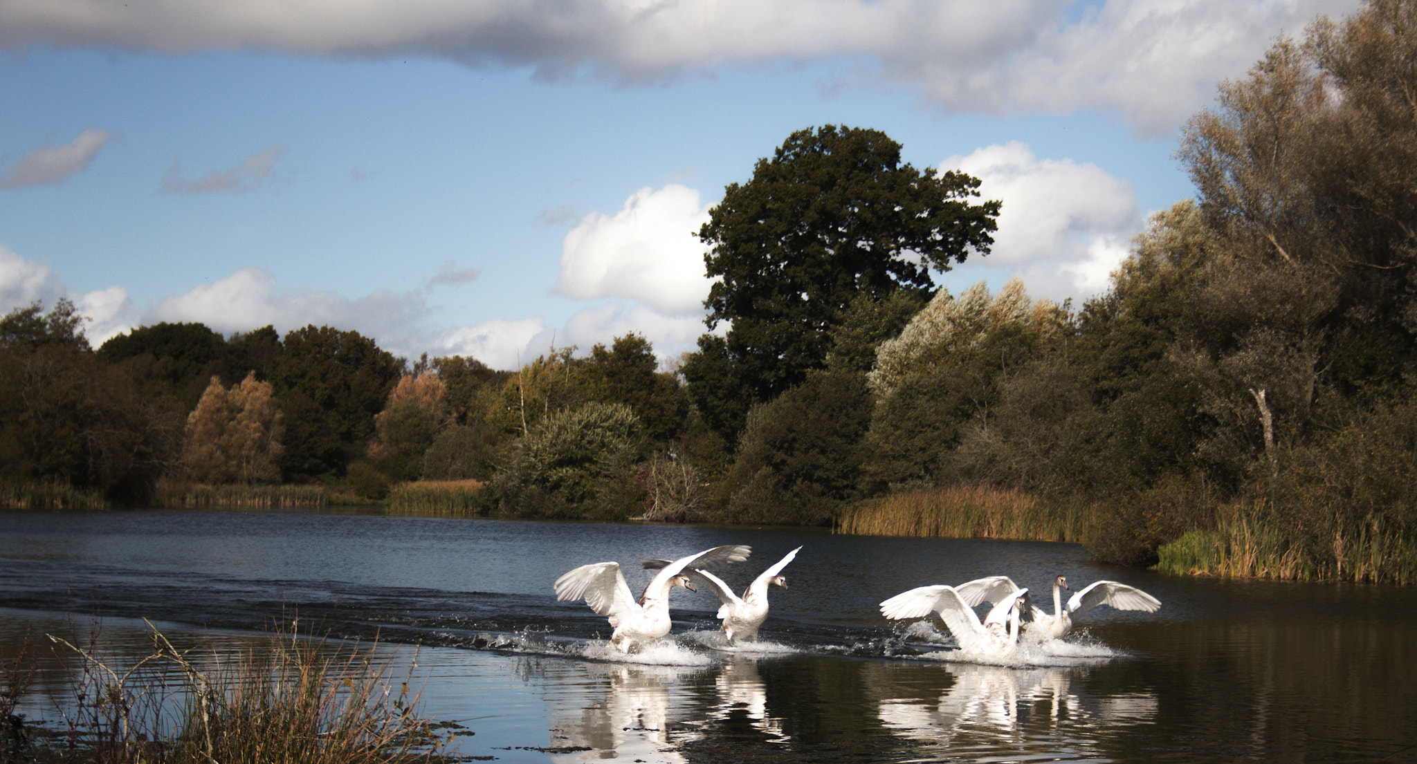 Canon EOS 600D (Rebel EOS T3i / EOS Kiss X5) + Canon EF-S 18-55mm f/3.5-5.6 USM sample photo. Swans landing on pond photography