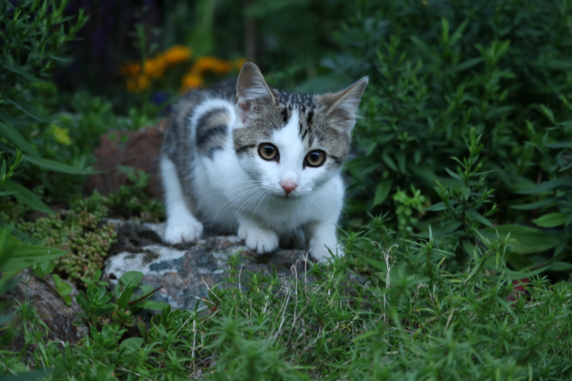 Canon EF-S 55-250mm F4-5.6 IS STM sample photo