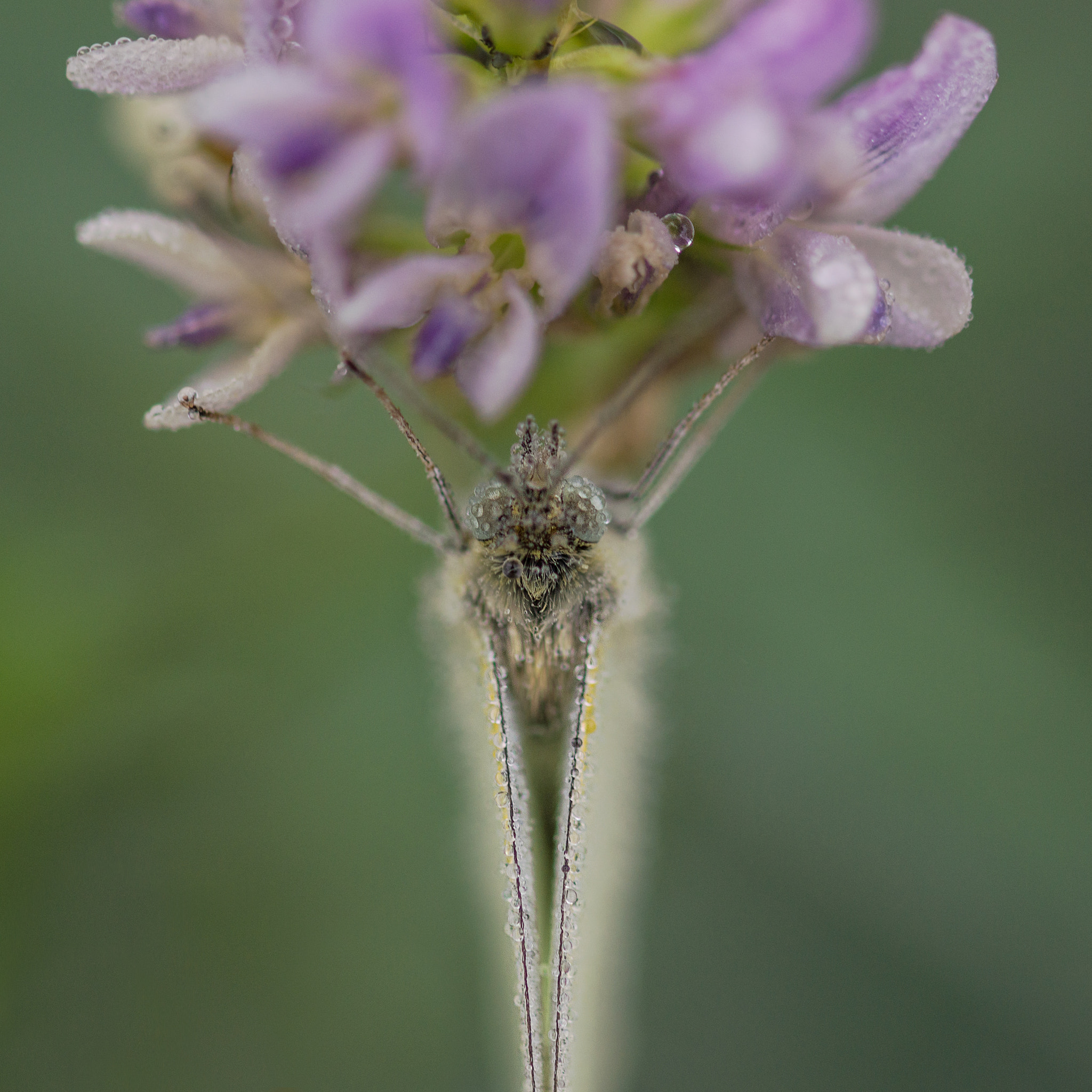 Sony SLT-A77 + 105mm F2.8 sample photo. Headlong photography