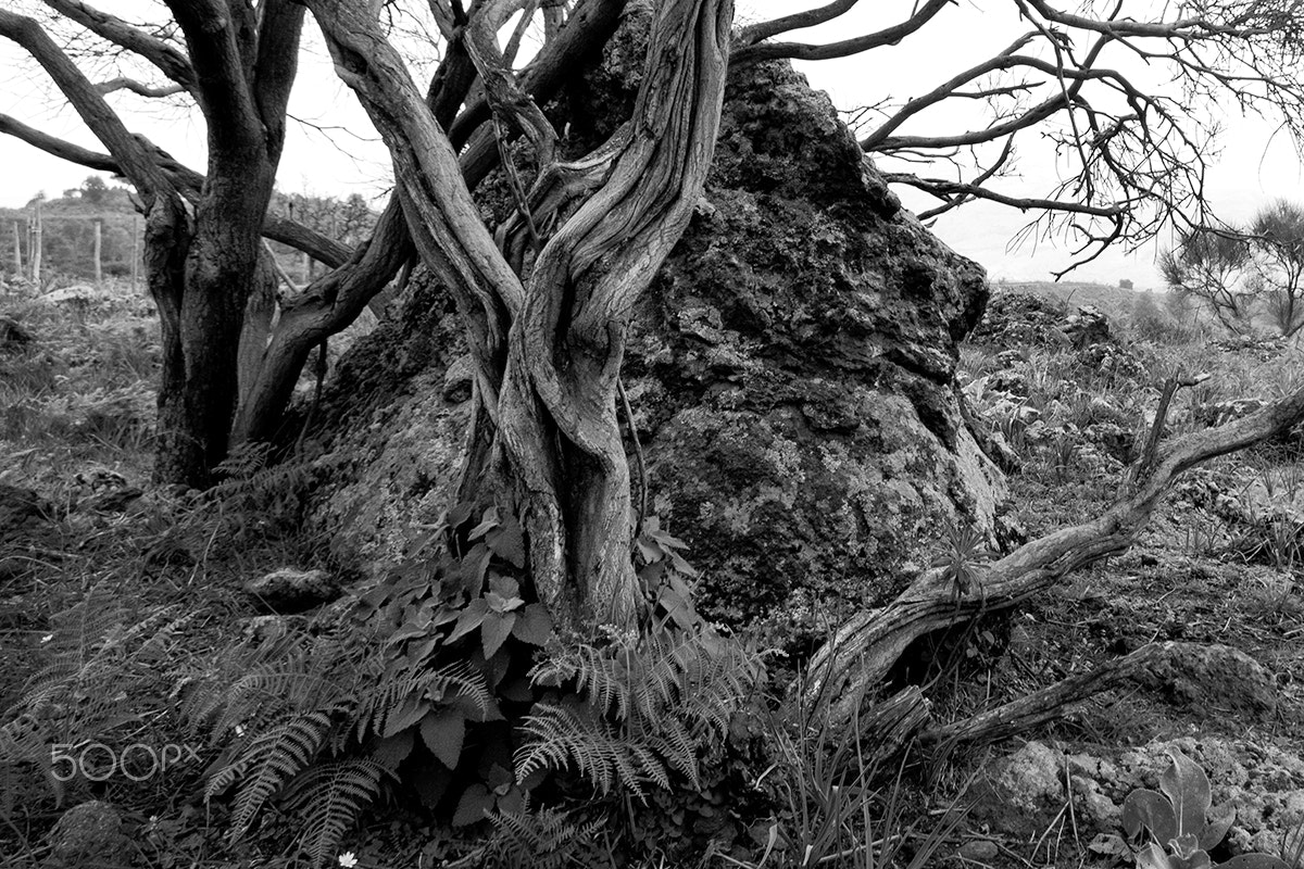 Pentax K-S1 sample photo. Ginestra photography