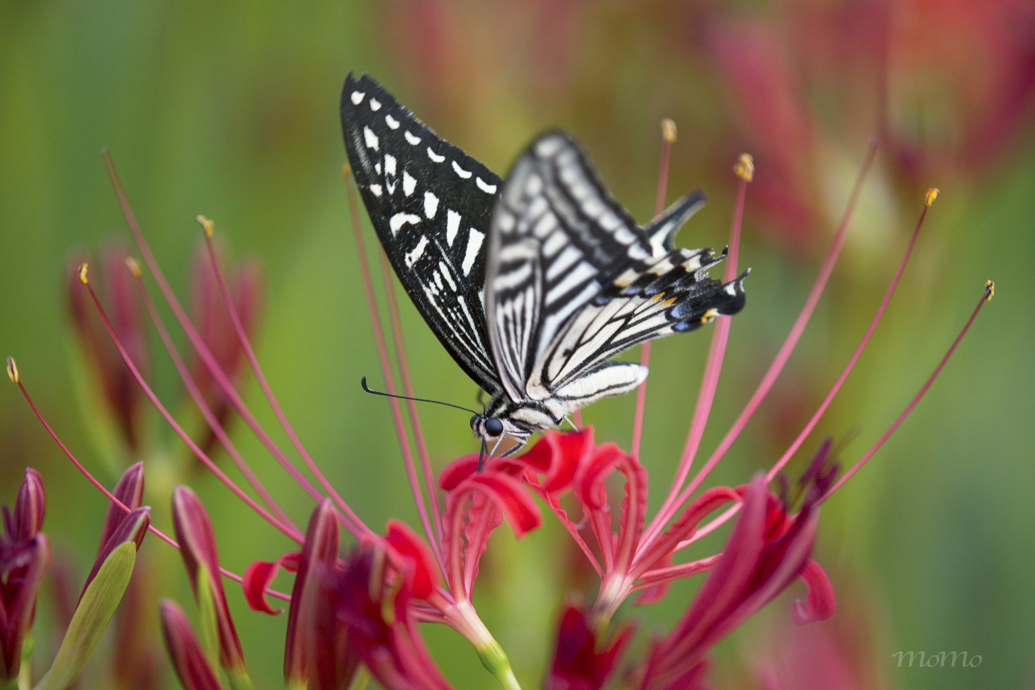 Tamron SP AF 180mm F3.5 Di LD (IF) Macro sample photo. Swallowtail butterfly☆+ﾟ photography