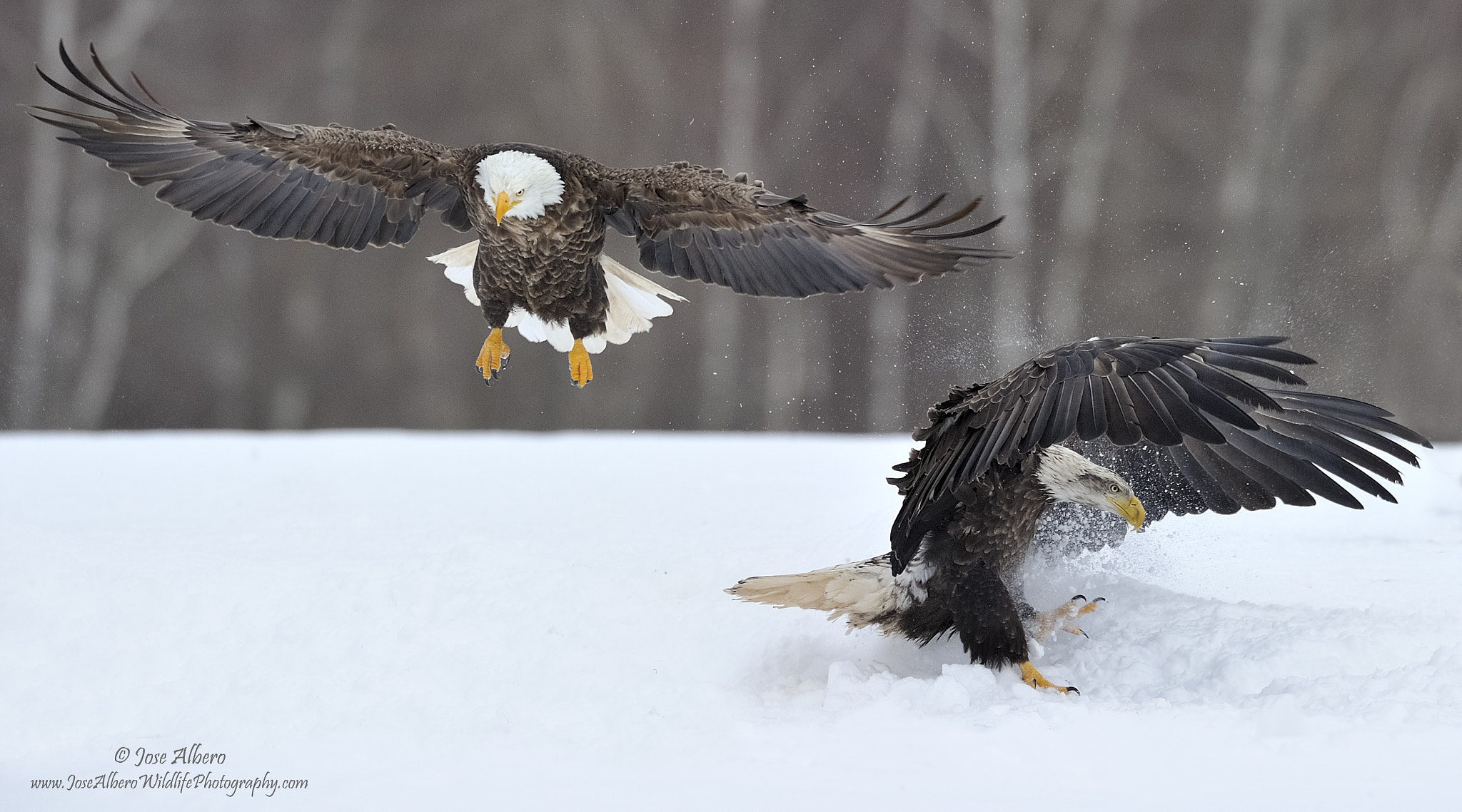 Nikon AF-S Nikkor 500mm F4D ED-IF II sample photo. Winter games photography