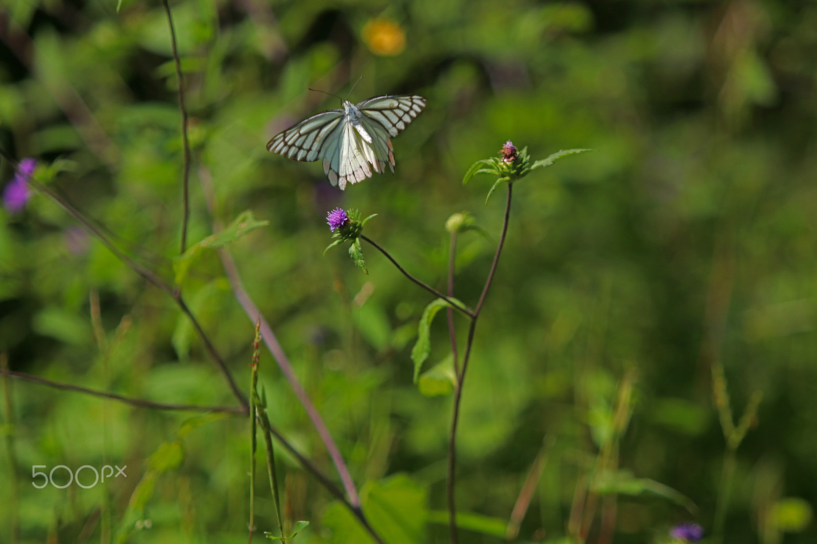 Canon EF 70-200mm F2.8L USM sample photo. Butterfly at nagla block photography