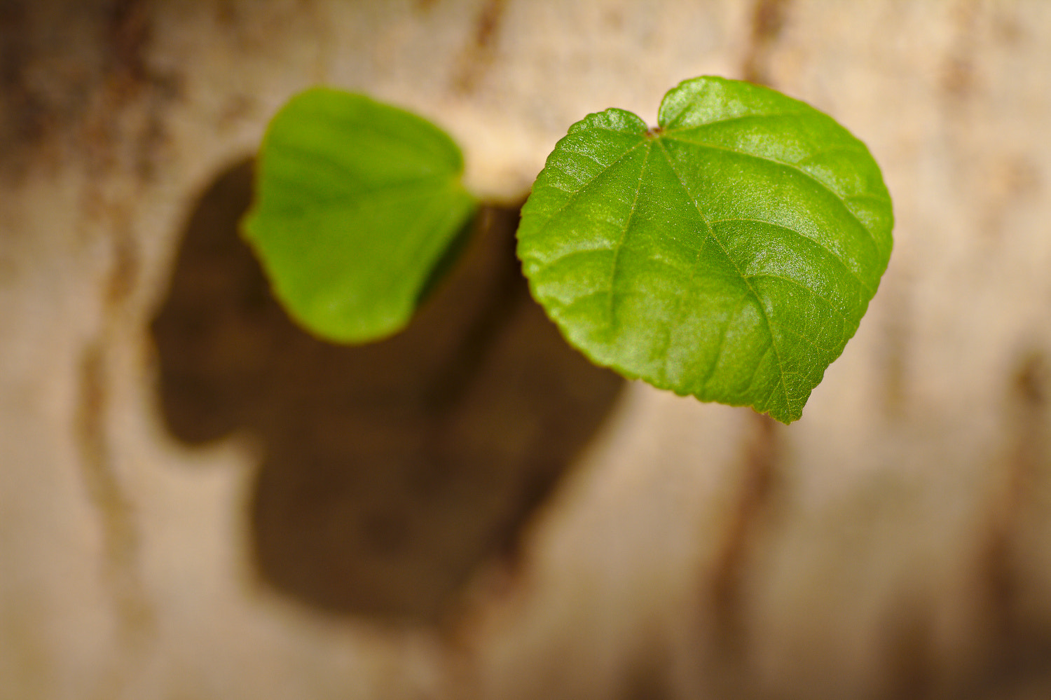 Tamron SP AF 90mm F2.8 Di Macro sample photo. New leaves photography
