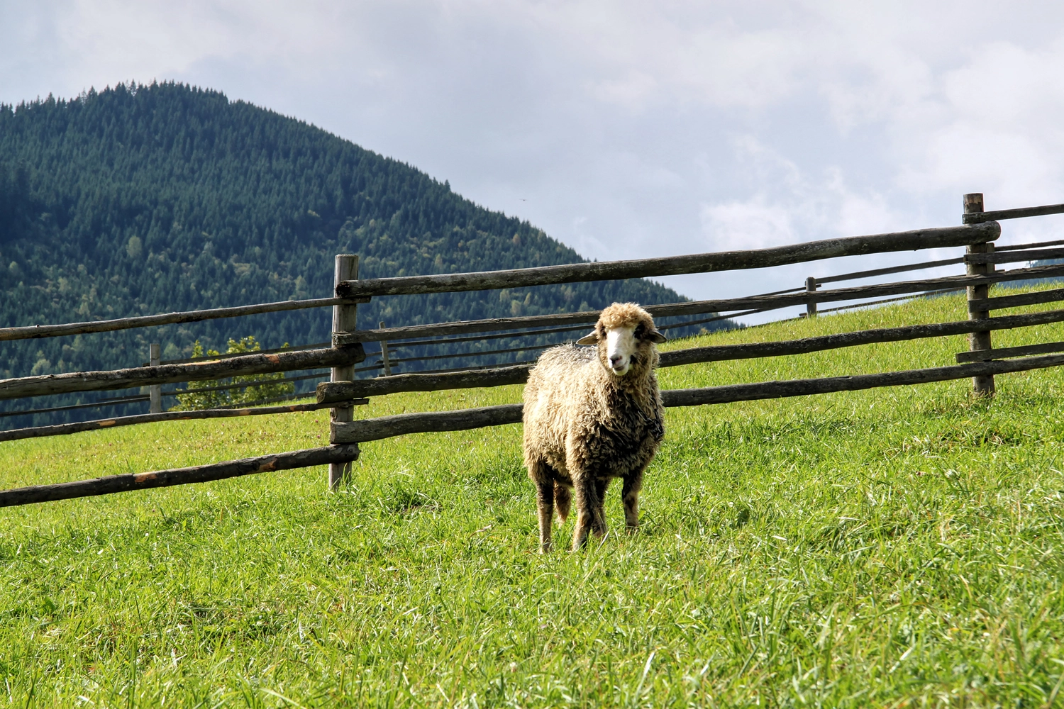 Canon EF-S 17-85mm F4-5.6 IS USM sample photo. Mountain pasture photography
