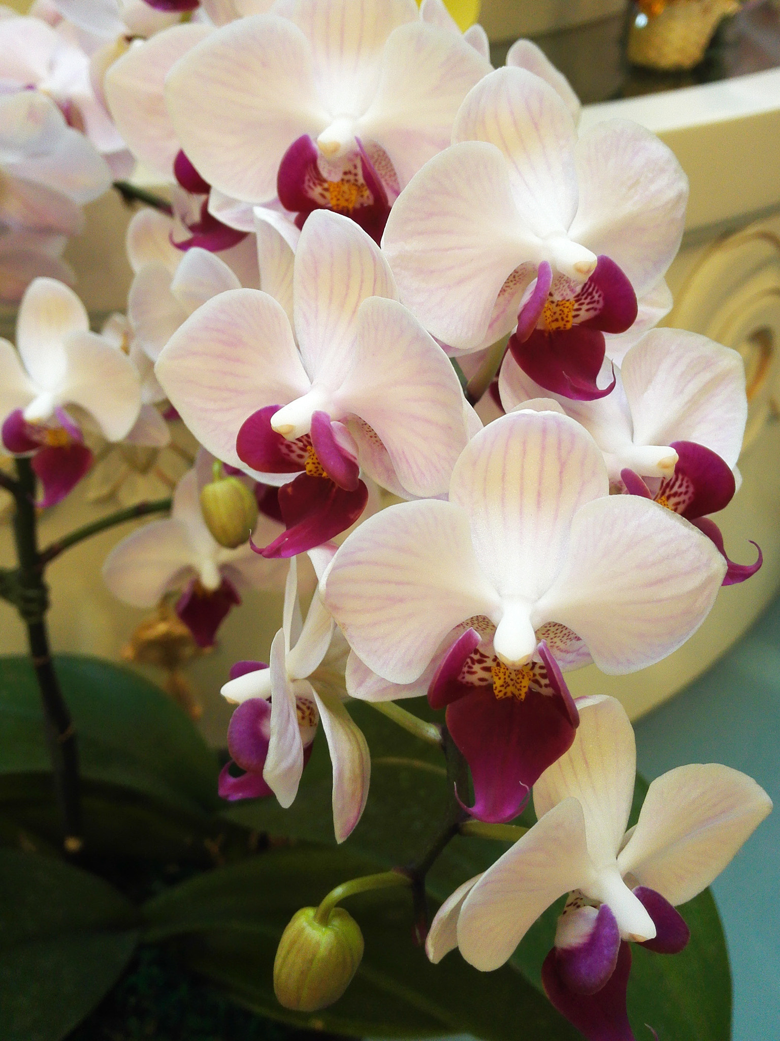 HUAWEI PE-TL10 sample photo. Phalaenopsis photography
