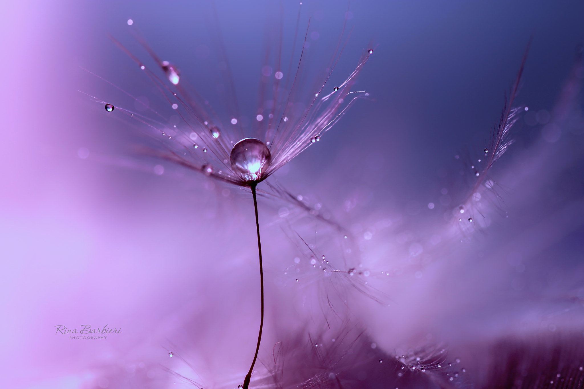 Sigma 105mm F2.8 EX DG OS HSM sample photo. Dreams photography