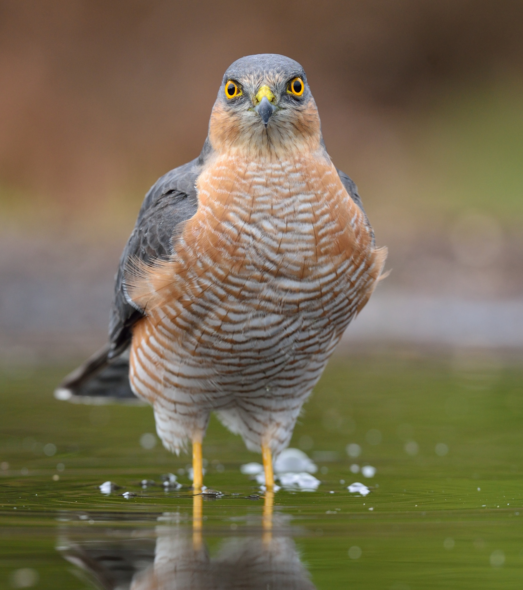 Nikon D600 + Nikon AF-S Nikkor 500mm F4G ED VR sample photo. Sperwer photography