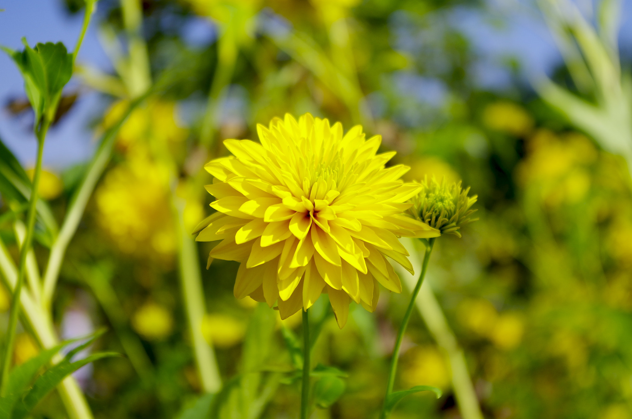 Pentax K-50 sample photo. Belarusian flowers photography