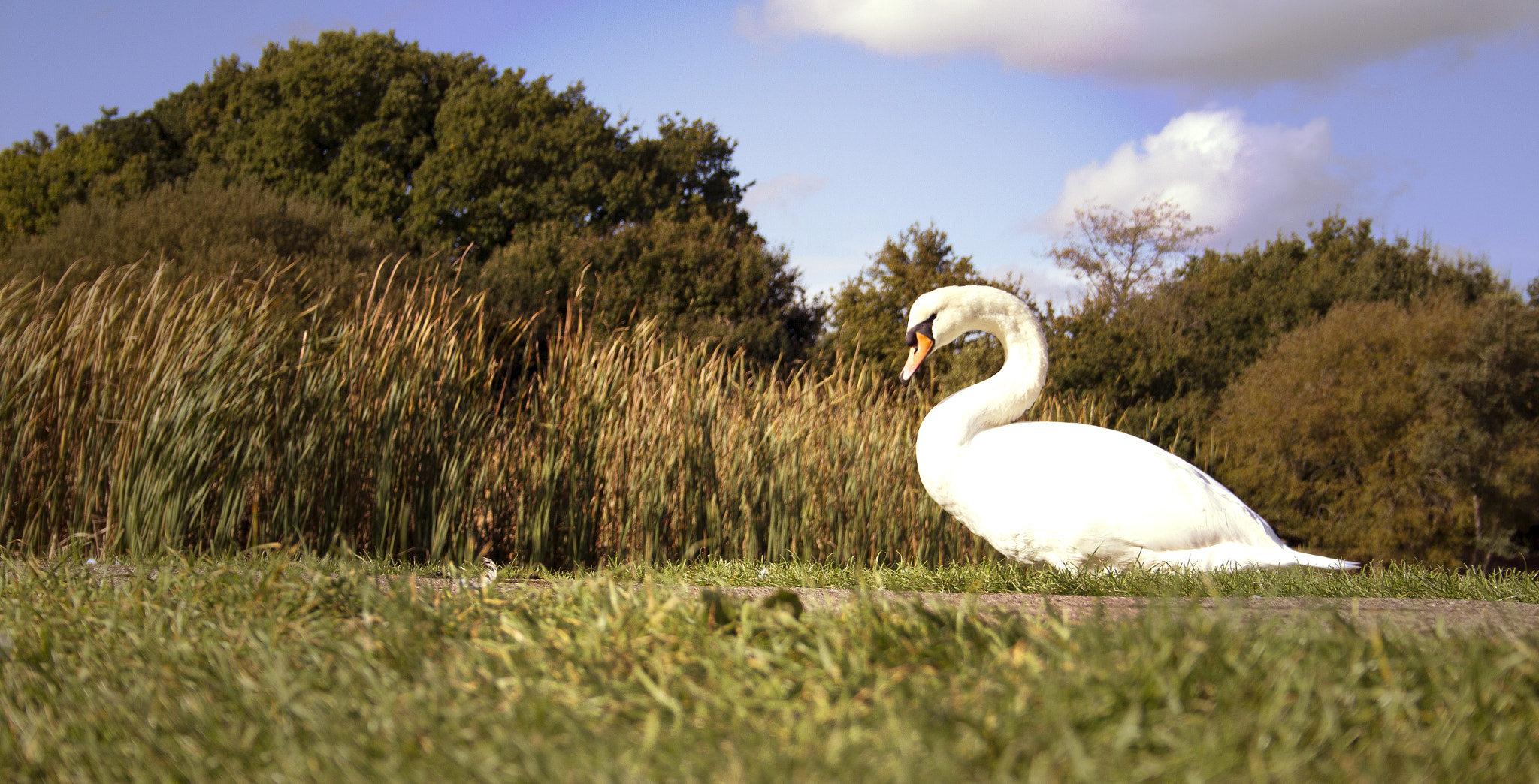 Canon EF-S 18-55mm f/3.5-5.6 USM sample photo. Swan in forest photography