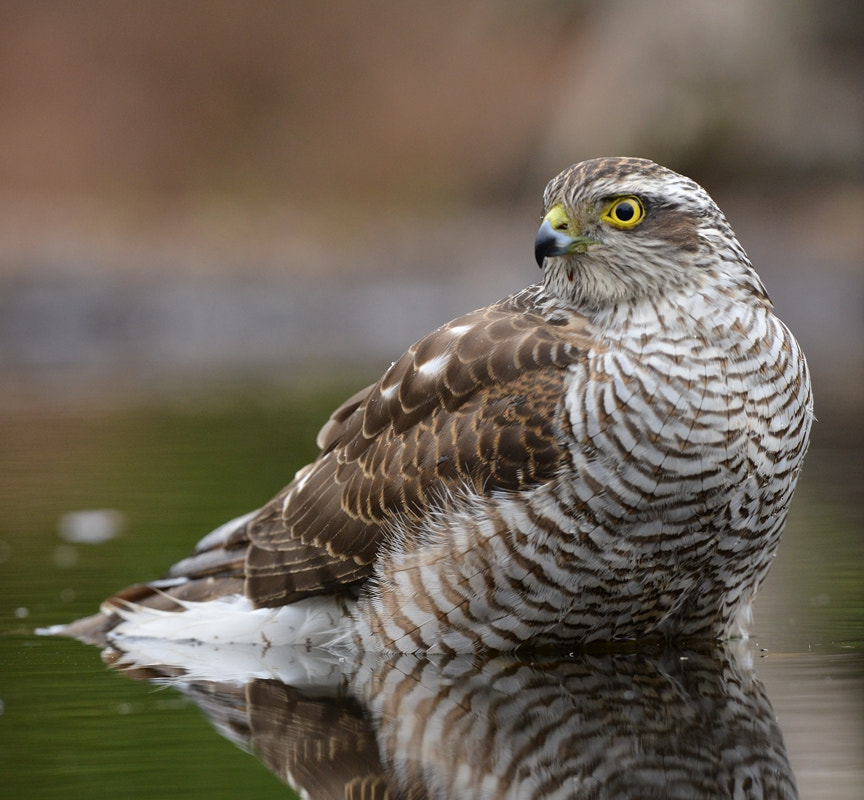 Nikon D600 + Nikon AF-S Nikkor 500mm F4G ED VR sample photo. Sperwer photography