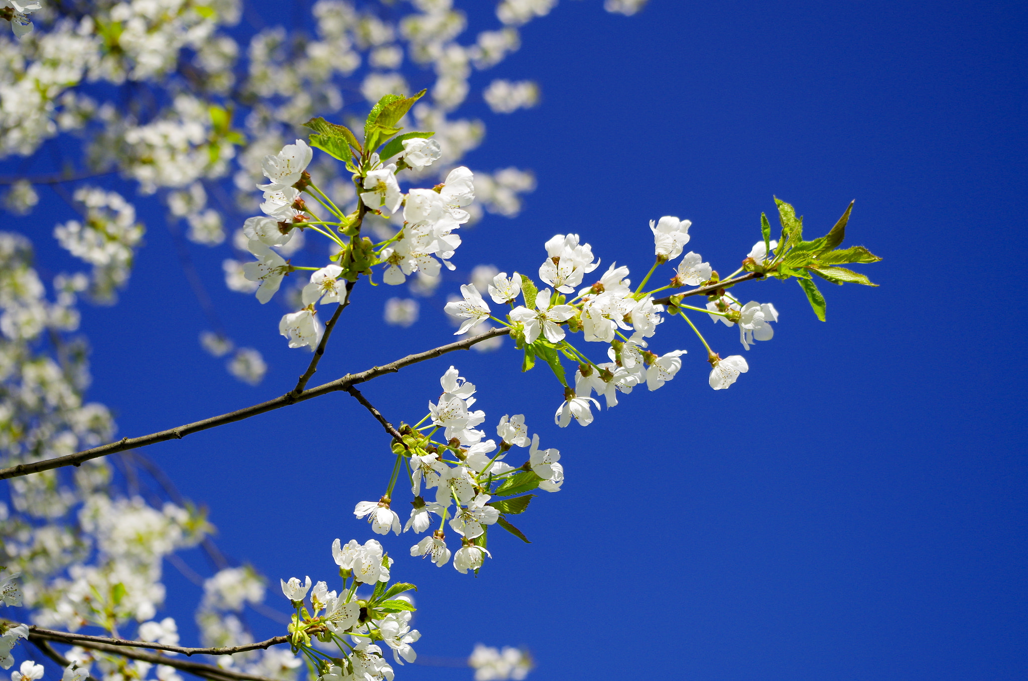 Pentax K-50 sample photo. Spring sky photography