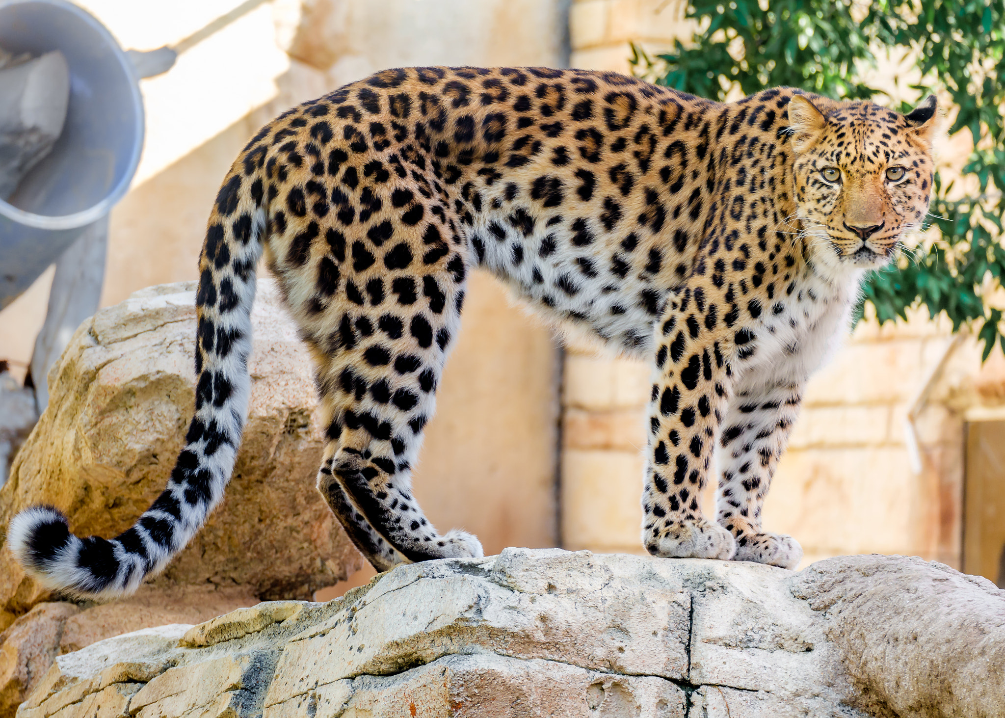 Fujifilm X-A1 + Fujifilm XC 50-230mm F4.5-6.7 OIS sample photo. Standing leopard photography