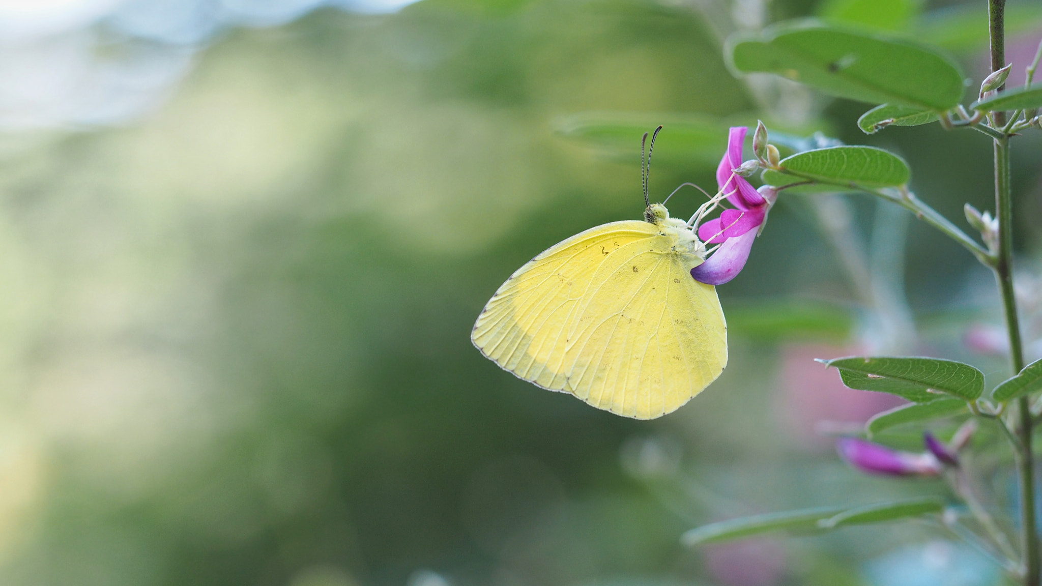 Olympus PEN E-PL7 sample photo. Common grass-yellow photography