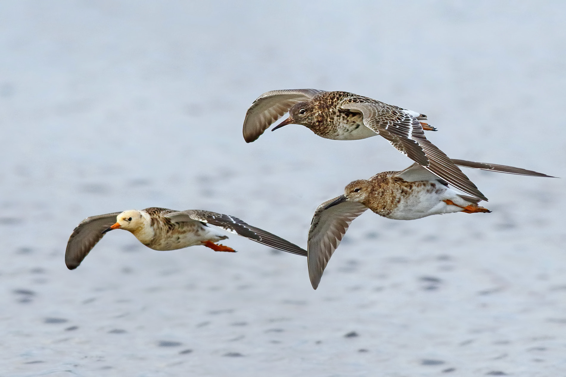 Canon EOS 7D Mark II + Canon EF 500mm f/4.5L sample photo. Wader fighters photography