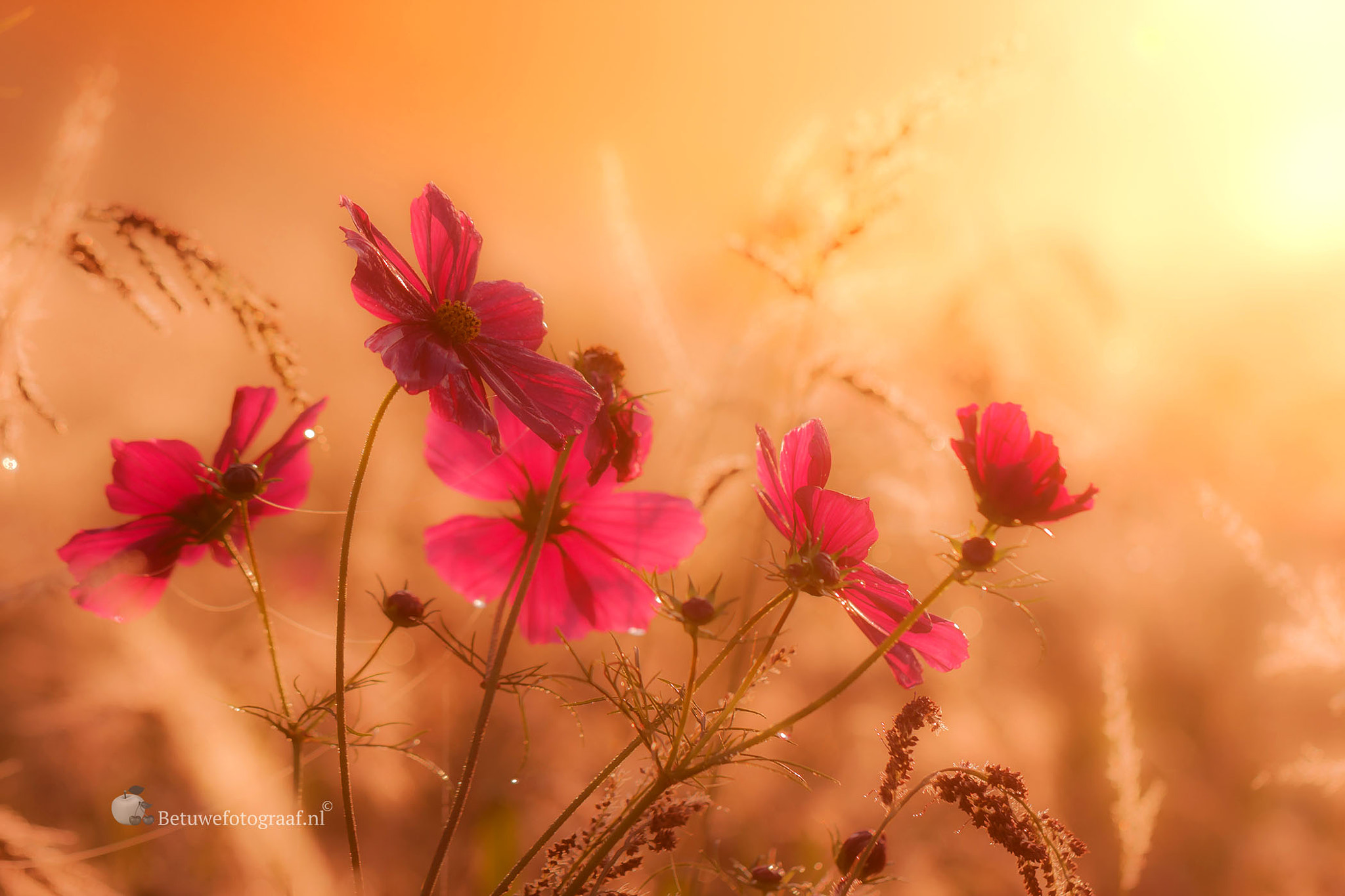 Canon EF 100mm F2.8L Macro IS USM sample photo. Wild flowers in the sunrise photography