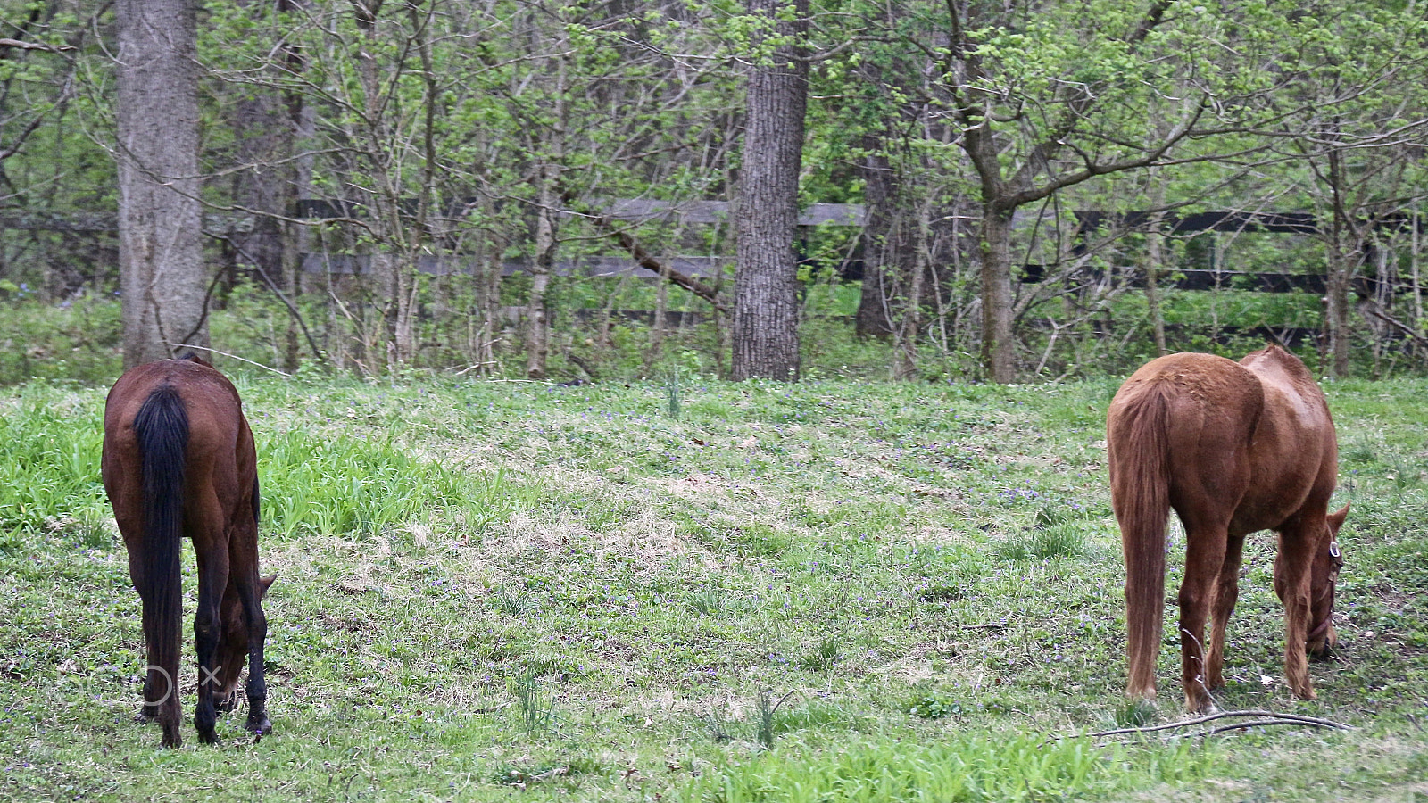 Canon EOS 100D (EOS Rebel SL1 / EOS Kiss X7) sample photo. Grazing photography