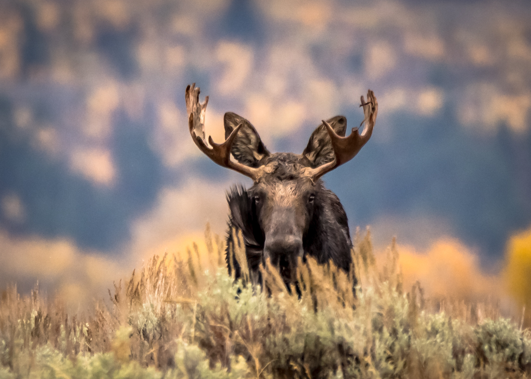 150-600mm F5-6.3 DG OS HSM | Contemporary 015 sample photo. Moose, grand teton national park photography