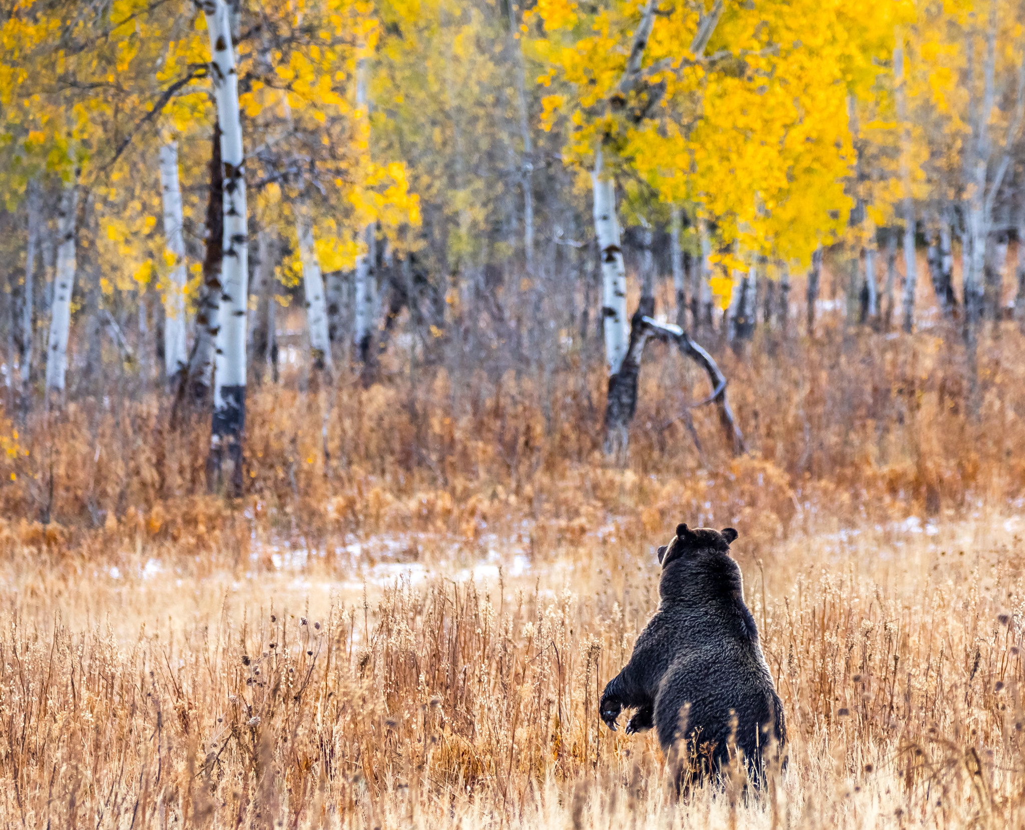 150-600mm F5-6.3 DG OS HSM | Contemporary 015 sample photo. Grizzly, grand teton national park photography