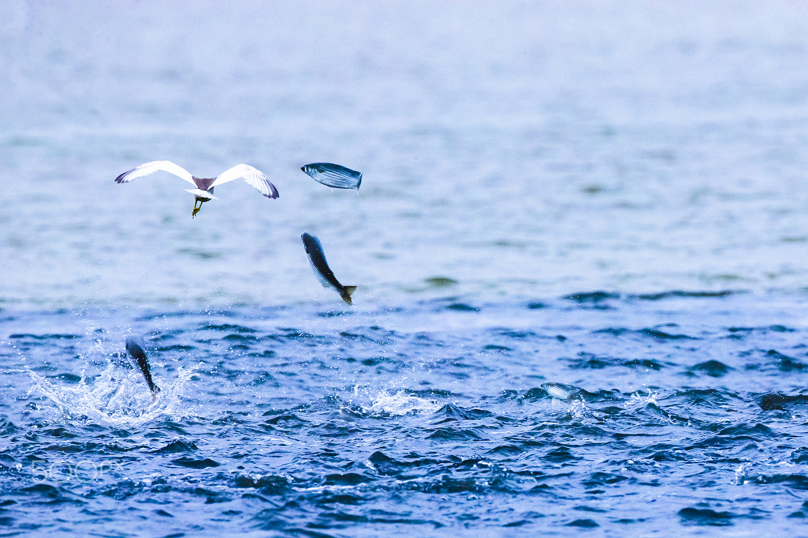 Canon EF 800mm F5.6L IS USM sample photo. Where are you going? photography