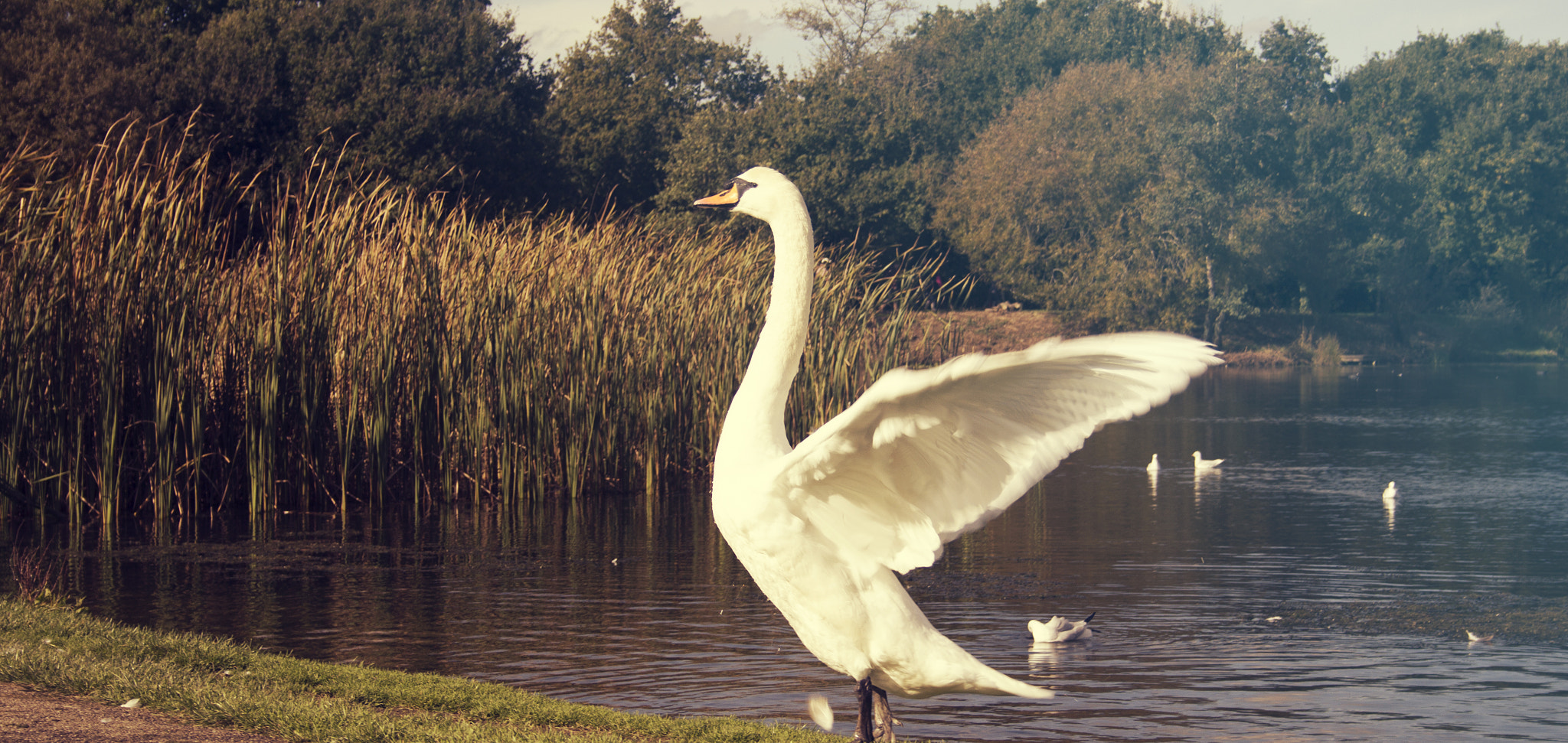 Canon EF-S 18-55mm f/3.5-5.6 USM sample photo. Swan wings photography