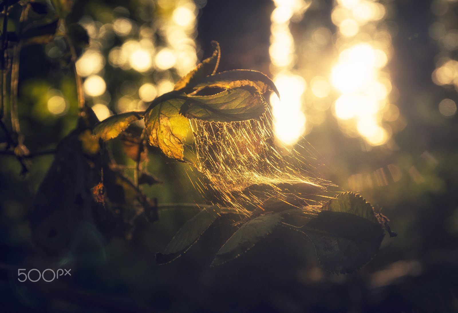 Sony SLT-A58 sample photo. Spiderweb photography