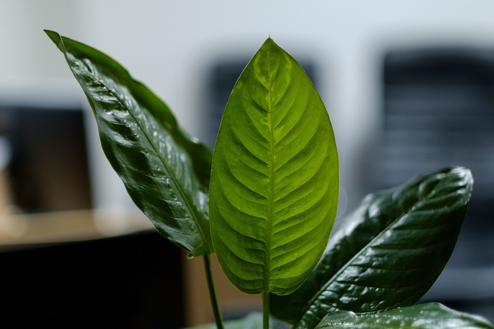 Fujifilm X-E1 + Fujifilm XF 56mm F1.2 R sample photo. Leaf photography