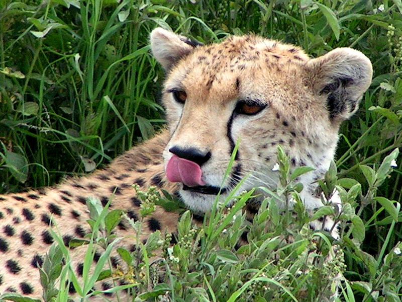 KONICA MINOLTA DiMAGE Z1 sample photo. Tanzanie - guépard photography