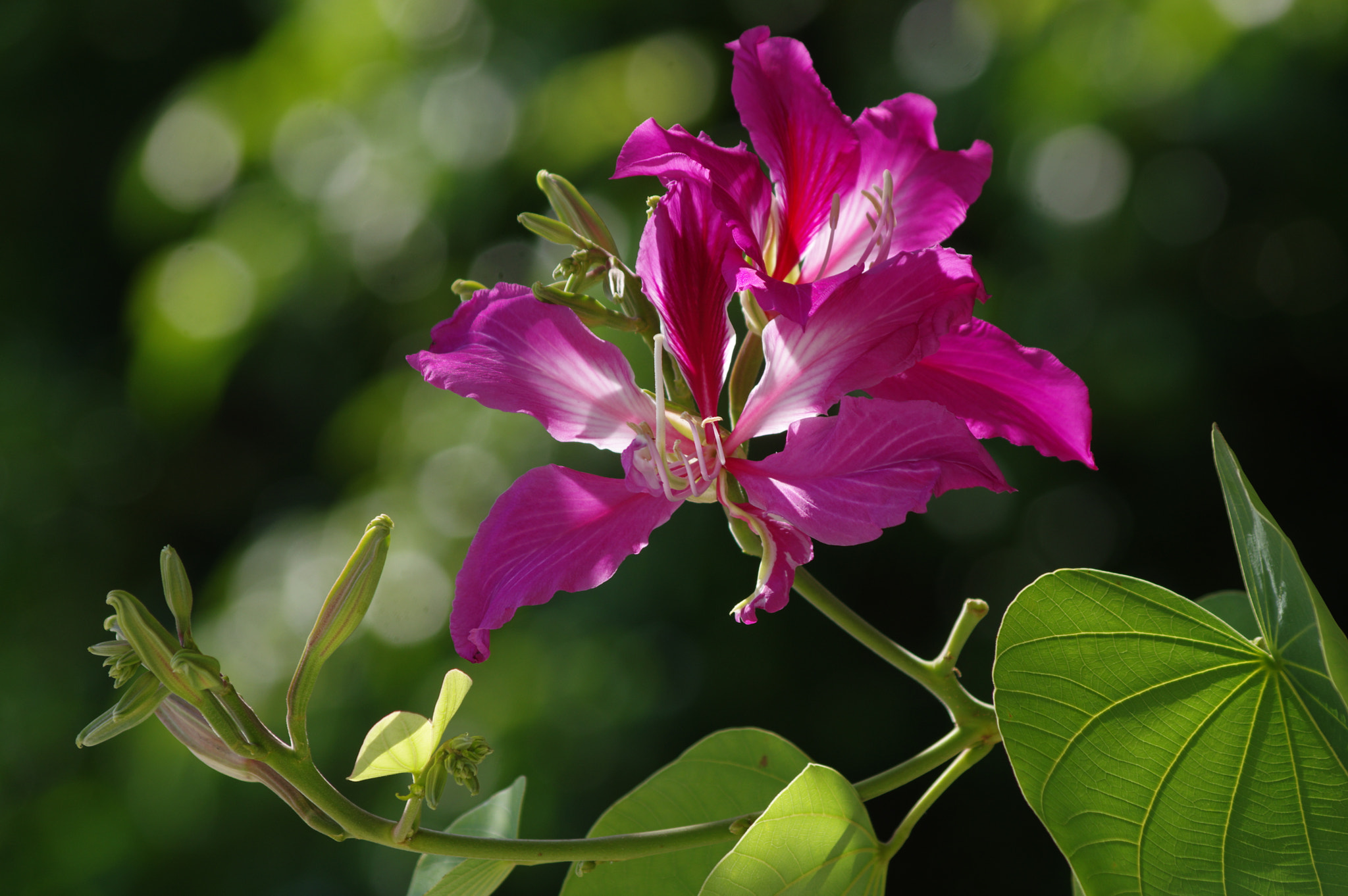 smc PENTAX-DA L 55-300mm F4-5.8 ED sample photo
