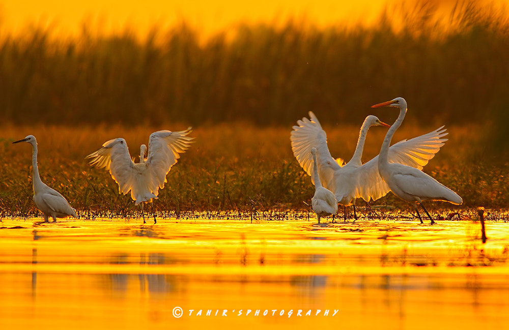 Canon EF 400mm F5.6L USM sample photo. The golden morning photography