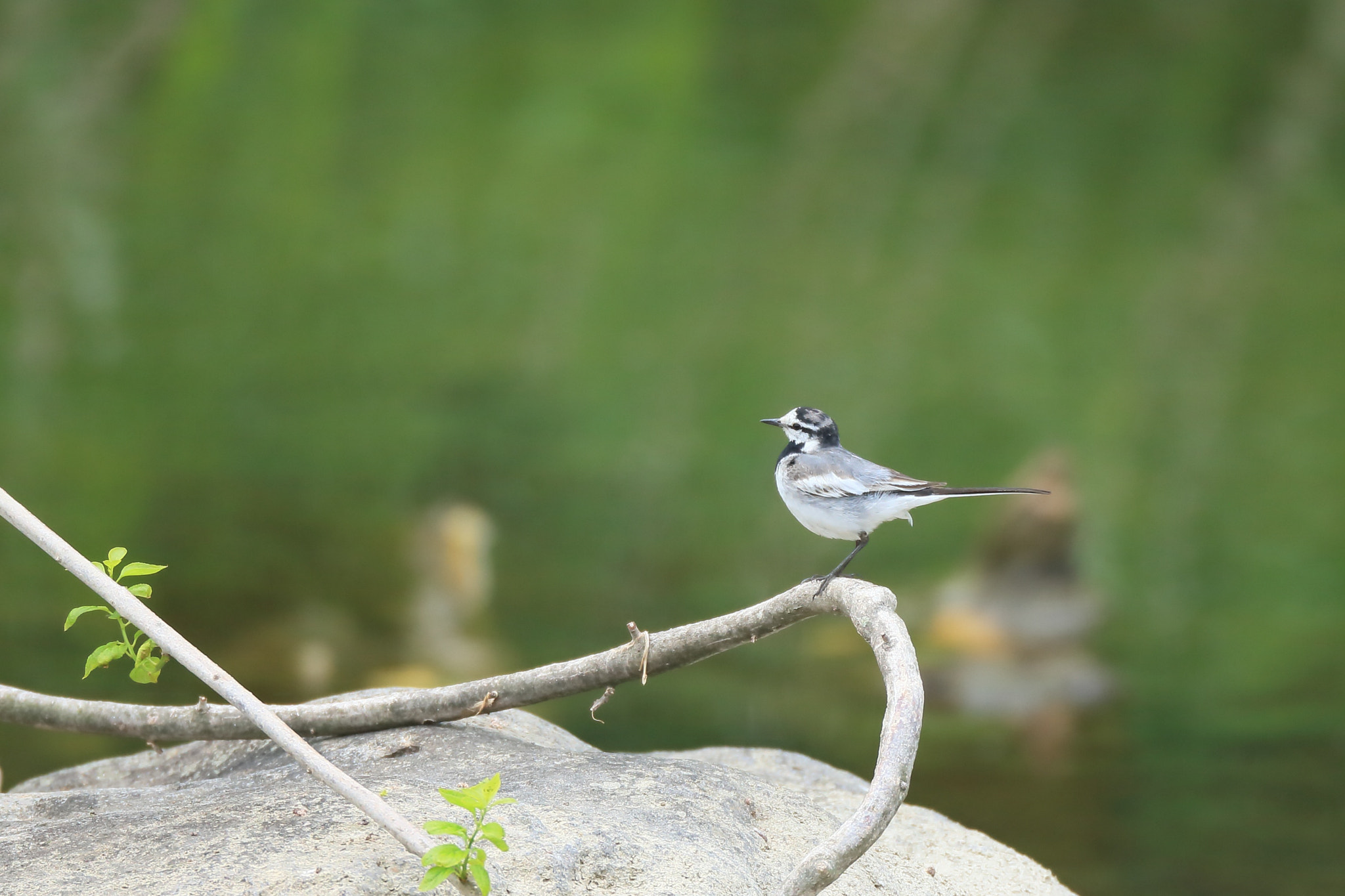 Canon EF 800mm F5.6L IS USM sample photo. セキレイ ポーズ− photography