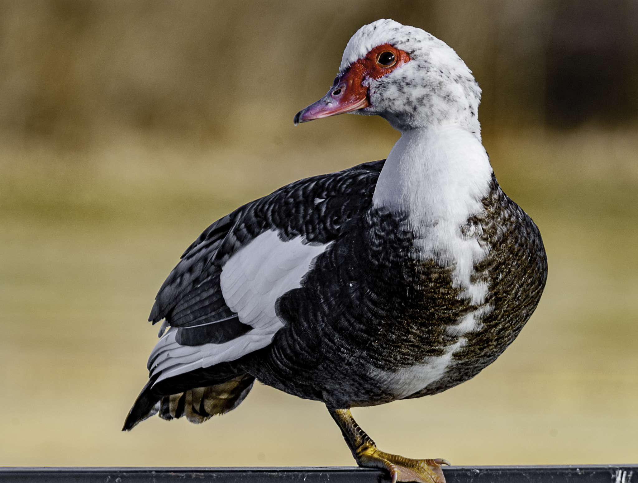 Nikon D200 sample photo. See i can stand on one foot photography