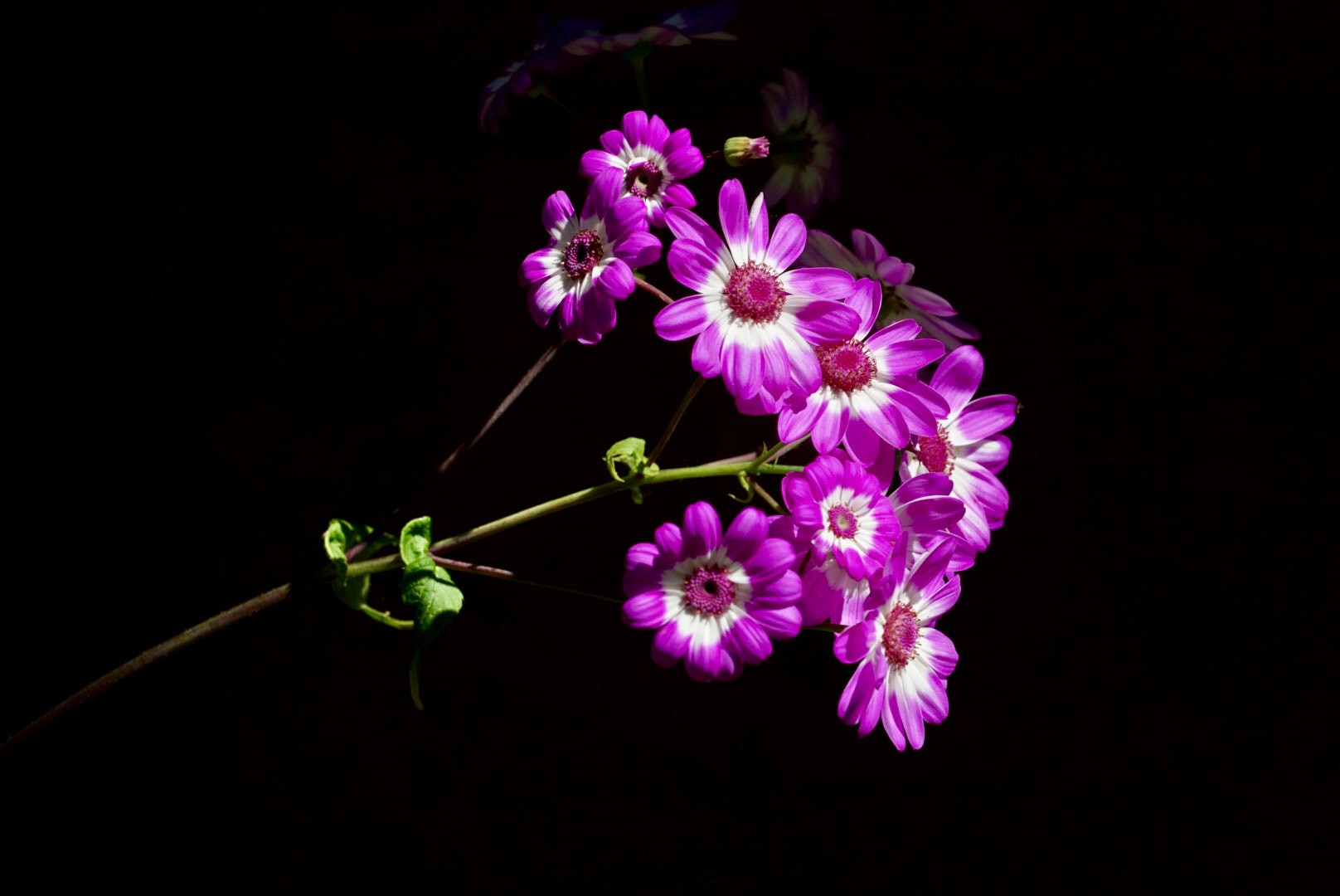 Sony FE 70-300mm F4.5-5.6 G OSS sample photo. Flowers in the sunshine photography