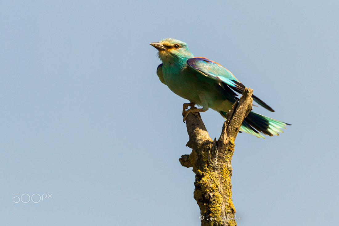 Canon EF 70-300mm F4-5.6L IS USM sample photo. Blue bird photography