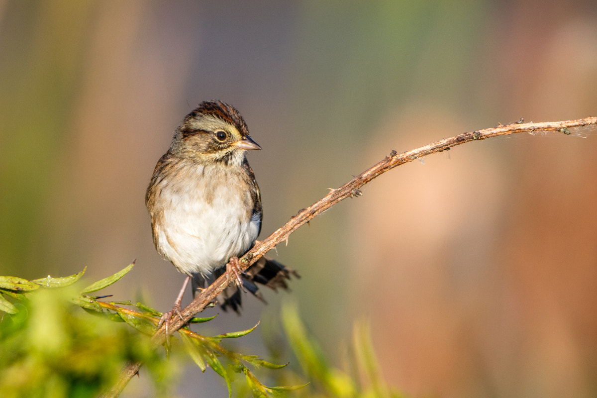 Canon EF 200-400mm F4L IS USM Extender 1.4x sample photo. Swamp sparrow photography