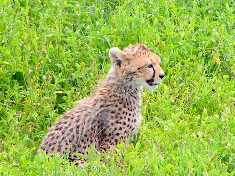 KONICA MINOLTA DiMAGE Z1 sample photo. Tanzanie - bėbė guėpard de 3 mois photography