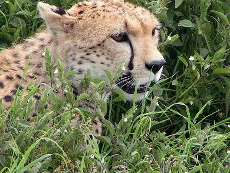 KONICA MINOLTA DiMAGE Z1 sample photo. Tanzanie -guėpard photography