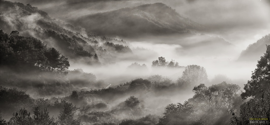 black and white pictures - misty forest by Tiger Seo on 500px.com