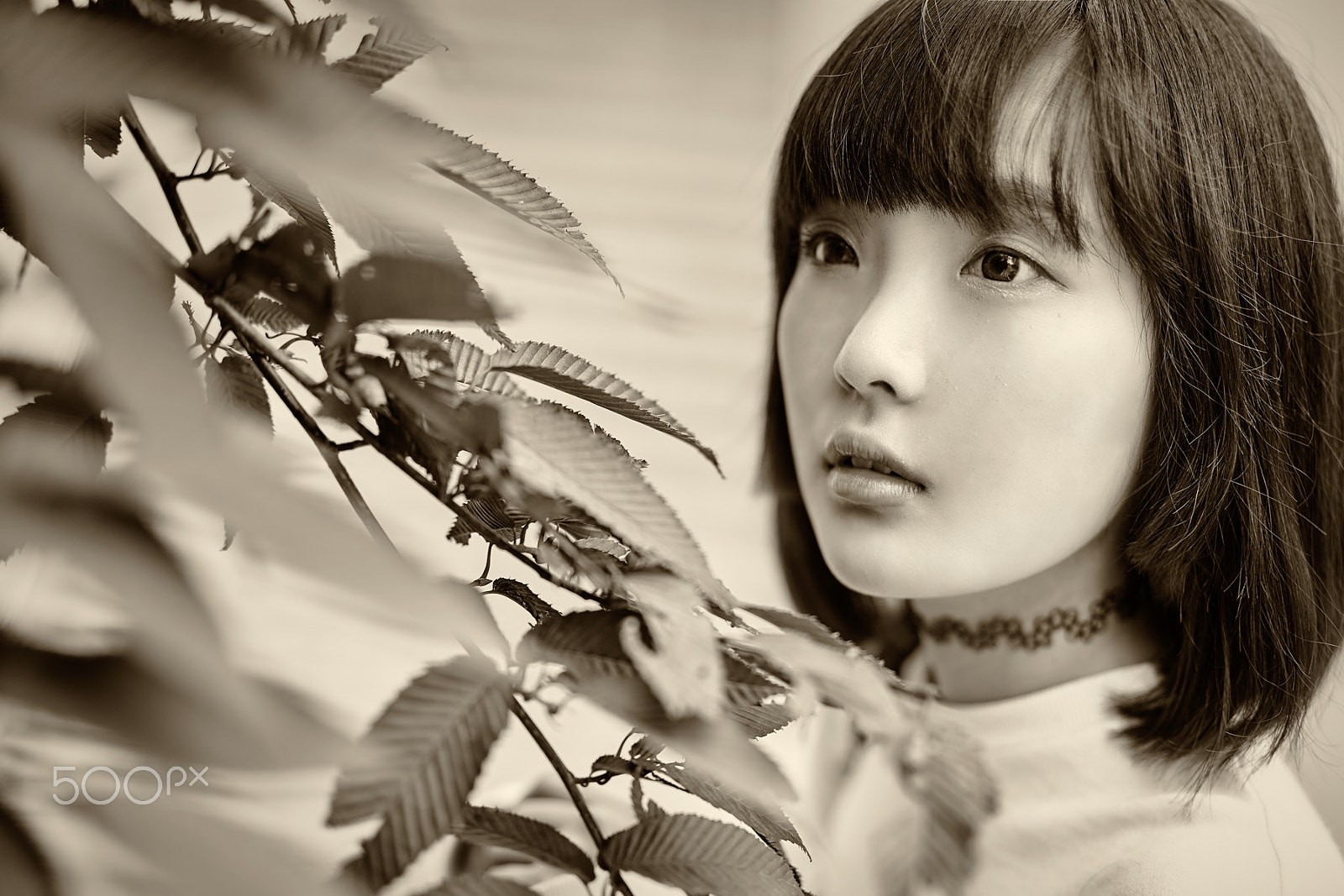 Sony Planar T* FE 50mm F1.4 ZA sample photo. Leaf photography