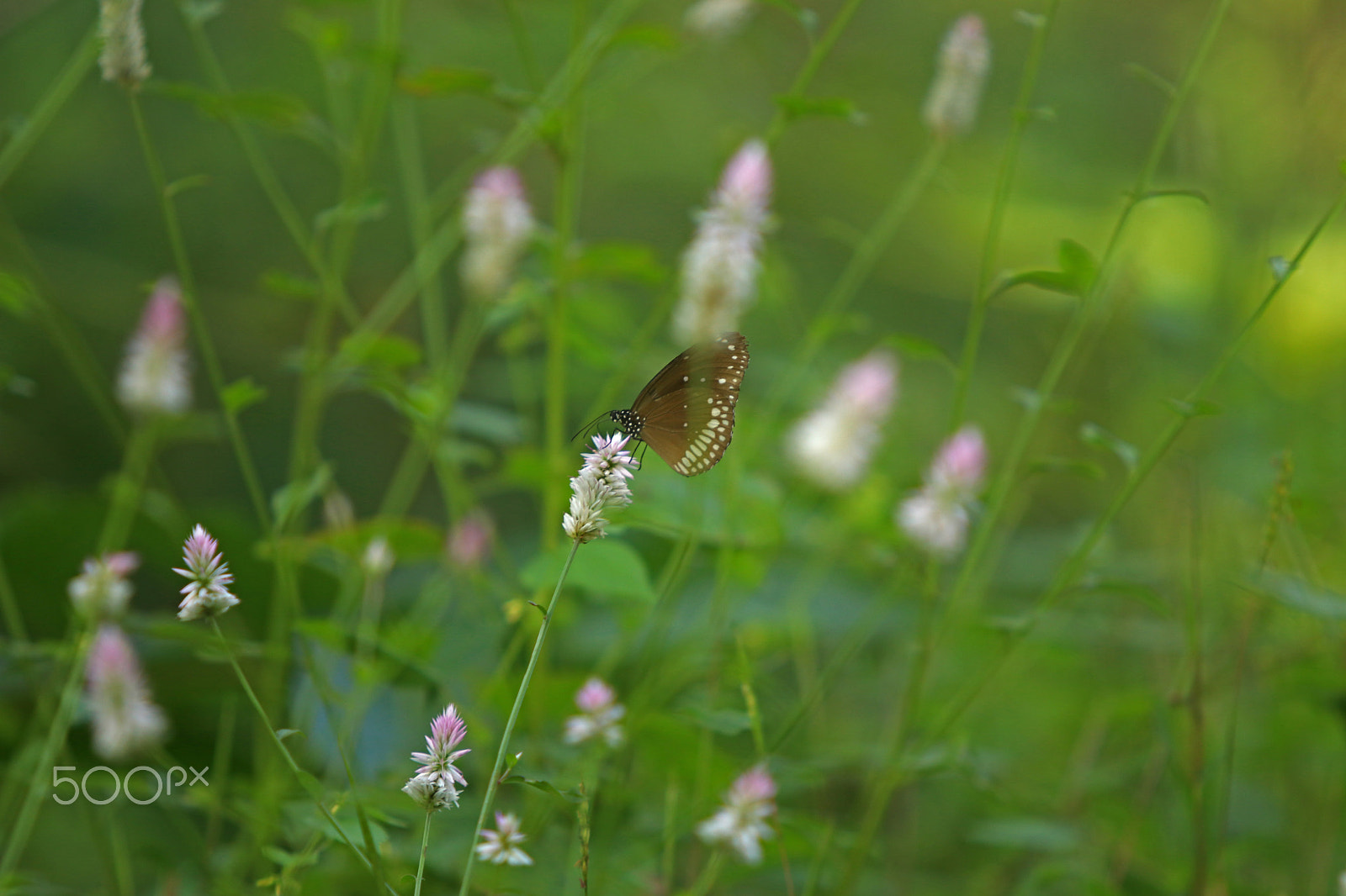 Canon EF 70-200mm F2.8L USM sample photo. Nature trail photography