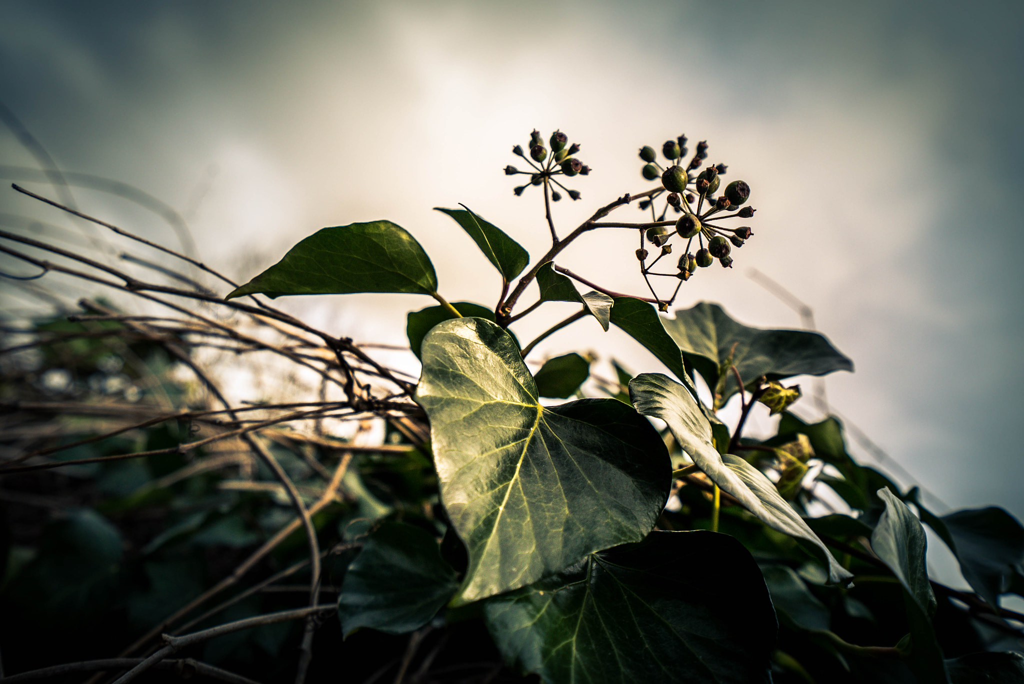 Sony a7S sample photo. Auf der mauer photography